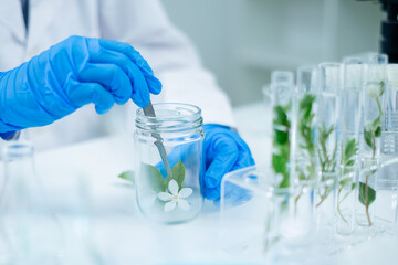 Concept of plant and herb in test tube or glassware. Eco and biotechnology experiment and development in laboratory. Natural product and organic cosmetic health care. Botany and flora discovery.