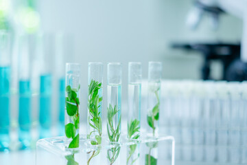 Close up look of an eco or botany and plants test tube or glassware and Scientist is holding and testing a result of natural product and organic cosmetic health care. eco laboratory microbiology.