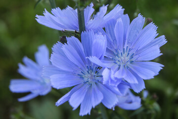 Beautiful chicory flower on an unfocused field background. 
