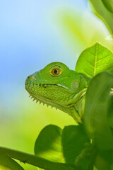 Iguana Verde