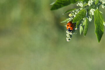 garden orach  with ladybug in summer