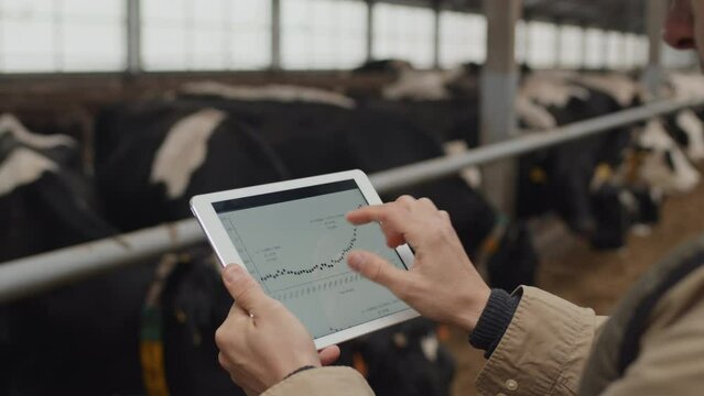 Selective focus shot of unrecognizable man working at farm standing in cowshed using digital smartphone to check graphs and charts