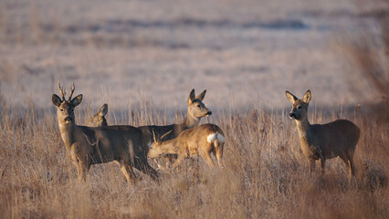 A herd of Roe deer (Capreolus capreolus) grazing in a meadow on a morning autumn day