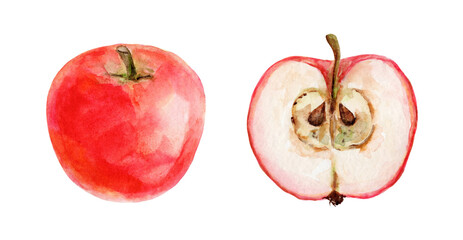 Watercolor red apple on white background. Food illustration  for label design, for thanksgiving and harvest day, scrapbooking.