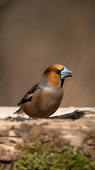 Hawfinch (Coccothraustes coccothraustes) eats black sunflower seeds