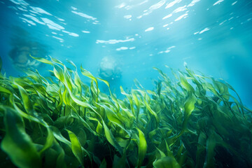Underwater view of a group of seabed with green seagrass. High quality photo - obrazy, fototapety, plakaty