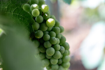 vignoble champagne vignes raisin