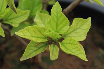 Closeup Of Leaves of Hibiscus Plant in a Blurred Background 