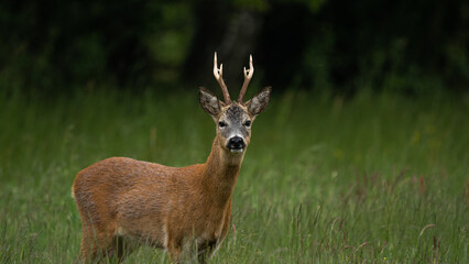 Naklejka na ściany i meble Male Roe Deer (Capreolus capreolus) with large antlers. Walks on a green meadow