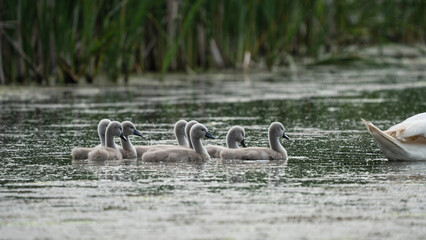 Babies Swan (Cygnus olor) swimming in a lake