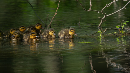 Family of Mallard ducklings (Anas platyrhynchos) warming up in the sun