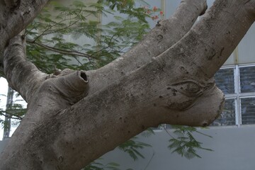 Raices del arbol con forma de un ojo 