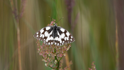 The Marbled White Butterfly (Melanargia galathea) with open wings