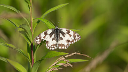The Marbled White Butterfly (Melanargia galathea) with open wings on green leaf