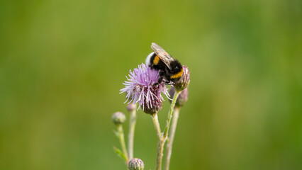Early Bumblebee (Bombus pratorum) gathering nectar from Sheep's-Bit (Jasione montana) flower in the field