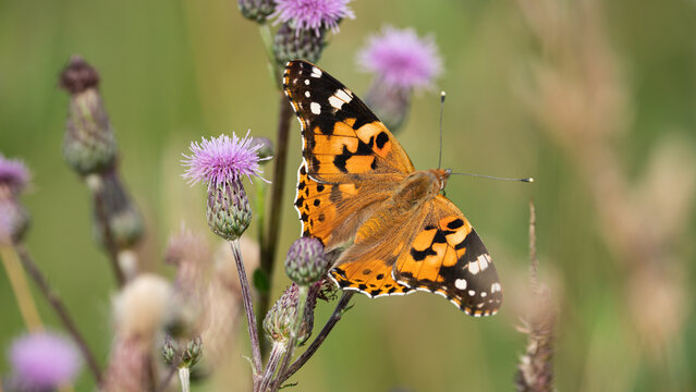 Orange Painted Lady butterfly (Vanessa Cardui) on a wild meadow flower