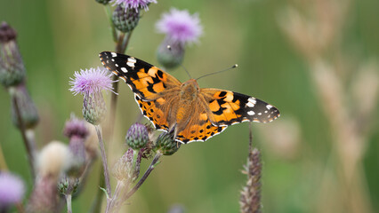 Painted Lady (Vanessa Cardui) sits on flower with open wings