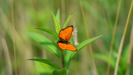 The Scarce copper (Lycaena Virgaureae) butterfly on forest clearing