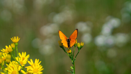 The Scarce copper (Lycaena Virgaureae) butterfly sits on wildflowers