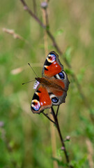 Colorful Peacock butterfly (Aglais io) sits on meadow flowers