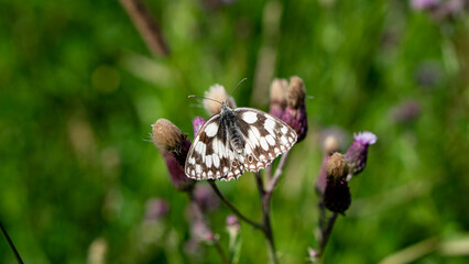 The Marbled White Butterfly (Melanargia galathea) sits on meadow flowers