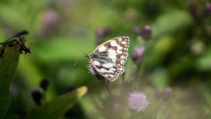 The Marbled White Butterfly (Melanargia galathea) sits on meadow flowers