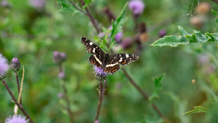The Poplar Admiral (Limenitis populi) warms up on a plant with spread wings