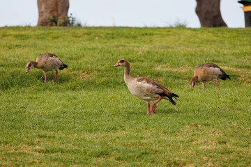 A group of Egyptian ducks on a background of grass, the photo was taken in the Northern District of Israel.