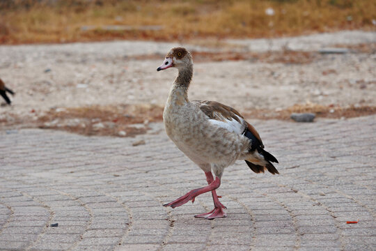 Beautiful Egyptian duck walking, photo taken in the Northern District of Israel