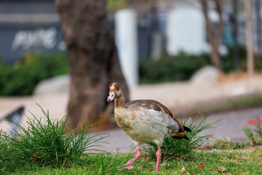 A beautiful Egyptian duck grazes on the grass, photo taken in the Northern District of Israel.