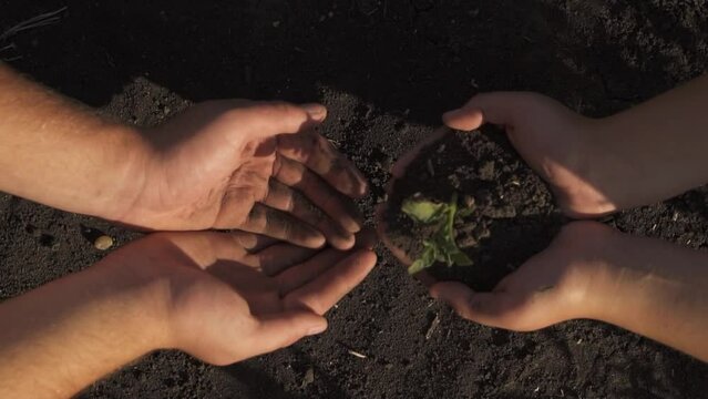 hands of a man gives a plant or a potato sprout to a woman. life concept.
