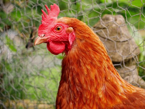 Free range hen in wire fence coop close up portrait shot