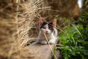 Small white black, beige and white kitten walking on ground between hay rolls at farm, looking...