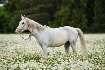 White Arabian horse grazing on forest meadow with many wild daisy flowers