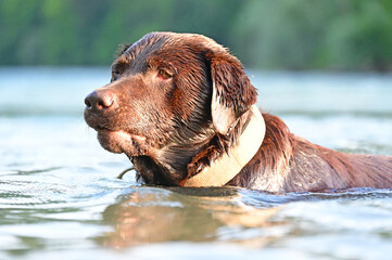 dog funny in the water