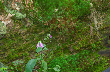 Foxglove and fern in a forest landscape
