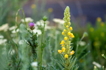 Yellow flowers of Common mullein at summer meadow. Selective focus. Feltwort, Flannel, Old Man’s Blanket. Verbascum thapsus. Kreminna Nature Reserve, Lugansk reg., Ukraine.  