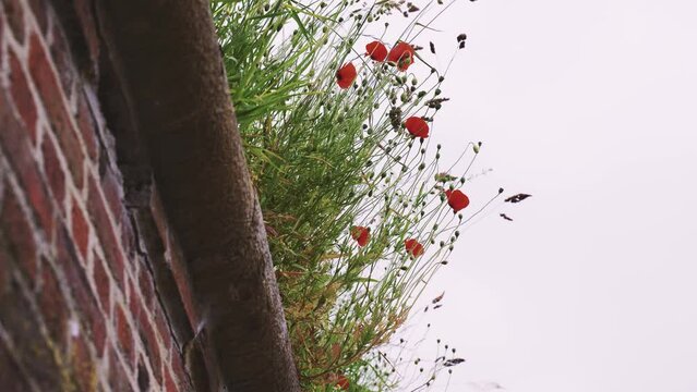 Red poppies grow on the old brick fortress wall. Bottom view.
