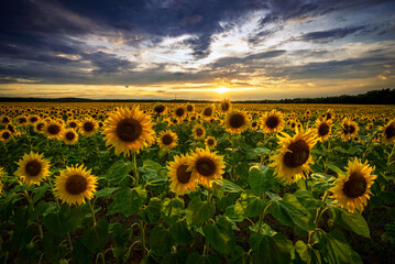 Obraz premium Beautiful sunset over sunflowers field