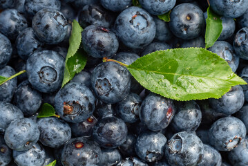 Background of blueberries with green leaves close-up. Blueberry. Texture from berries