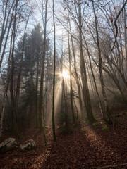 Naklejka premium rayons du soleil à travers la forêt embrumée