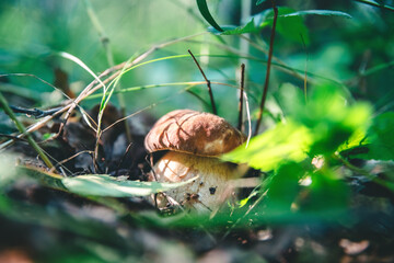 Beautiful white mushroom boletus grows in the forest