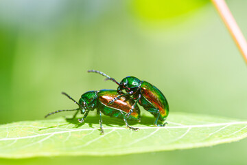 Pair of Iridescent Beetle Bugs