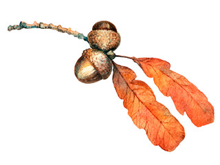 Oak leaf acorn watercolor picture. Fall leaves picture. Autumn foliage hand-drawn illustration isolated.  Clipart for card, logo and greeting card. © Olga