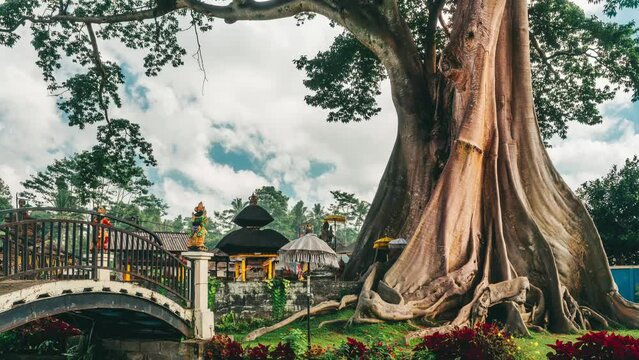Bali temple near big 700 years old Bayan Ancient Tree with more than 50 meters tall Bali Indonesia  4K 