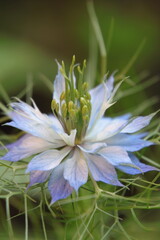 Beautiful, decorative garden flowers. Blue Star, Nigella Blue Heirloom.