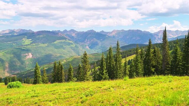 Wildflower meadow in spring summer at Colorado Grand Escape hiking trail in forest woods with ski slopes pov side point of view walking handheld shot