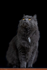 Naklejka na ściany i meble Big fluffy grey cat with bright yellow eyes sits on a wooden desk looking up against dark background
