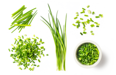 fresh green herbs: chives, collection of isolated herbal food design element, bunch of whole chive blades, chopped sprinkled ones, loose, in a heap and a small bowl, healthy nutrition or garden set