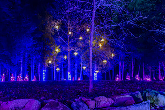 View of a Large Drive Thru Christmas Display, With Lots of Colored Lighted Tree, Buildings, Bushes, on a Beautiful Night